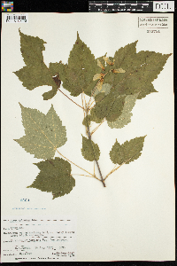 Acer spicatum image
