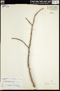 Populus grandidentata image