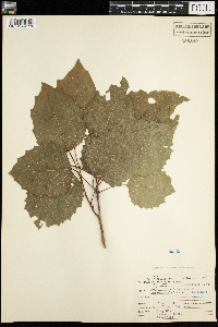 Populus grandidentata image