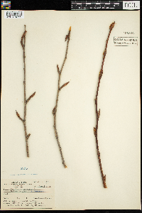Populus balsamifera image
