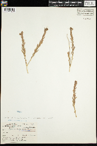 Comandra umbellata image