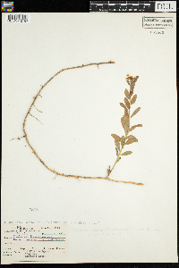 Comandra umbellata image