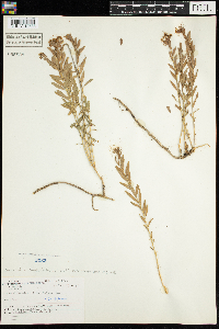 Comandra umbellata subsp. umbellata image