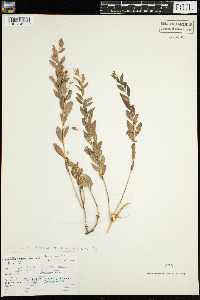 Comandra umbellata subsp. umbellata image