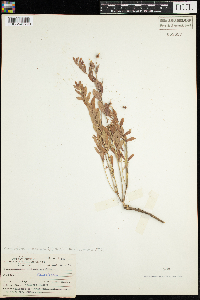 Comandra umbellata subsp. umbellata image