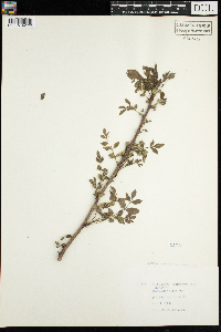Zanthoxylum americanum image
