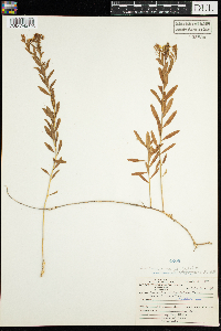 Comandra umbellata subsp. umbellata image