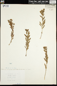 Comandra umbellata subsp. umbellata image