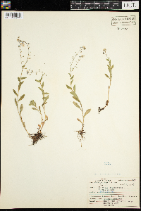 Myosotis scorpioides image