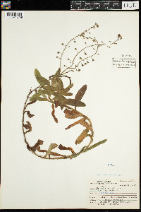 Myosotis scorpioides image