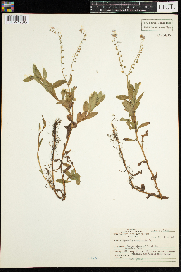 Myosotis scorpioides image