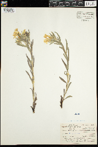 Media resource of Lithospermum incisum