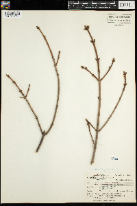 Acer palmatum fo. atropurpureum image