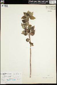Populus tremuloides image