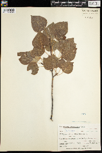 Populus tremuloides image