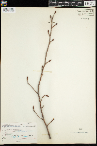 Populus tremuloides image