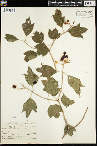Viburnum opulus var. americanum image