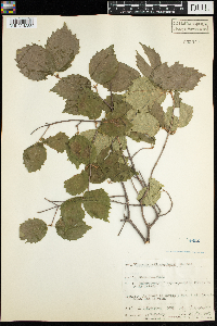 Viburnum rafinesquianum image
