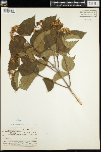 Viburnum rafinesquianum image