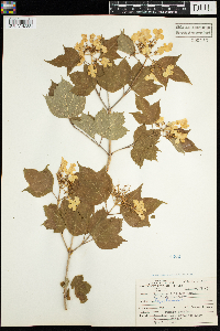 Viburnum opulus var. americanum image