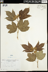 Viburnum opulus var. americanum image