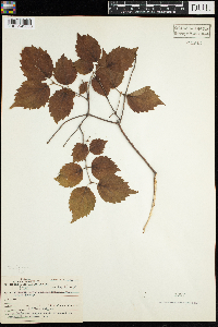 Viburnum rafinesquianum image