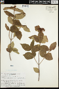 Viburnum rafinesquianum image