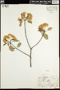 Viburnum lentago image