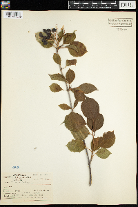 Viburnum lentago image