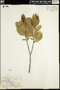 Viburnum lentago image