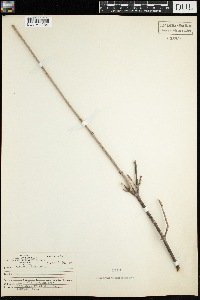 Viburnum lentago image