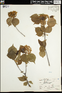 Viburnum lentago image