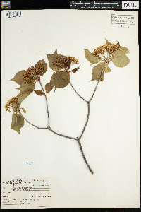 Viburnum lentago image