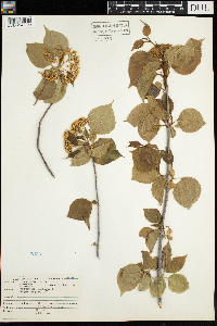 Viburnum lentago image
