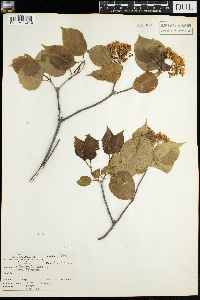 Viburnum lentago image