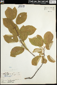 Viburnum lentago image