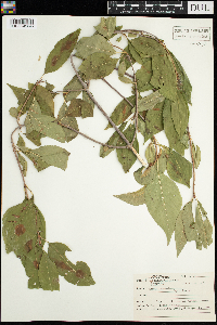 Viburnum lentago image