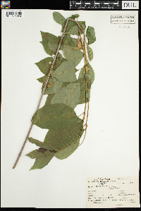 Viburnum lentago image