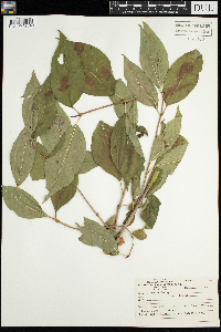 Viburnum lentago image