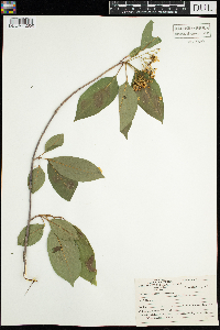 Viburnum lentago image