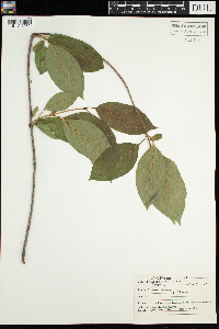 Viburnum lentago image