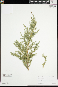 Juniperus virginiana image