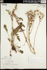 Packera pauciflora image
