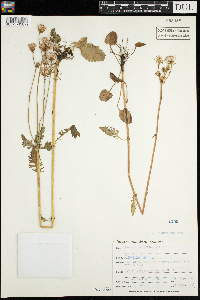 Packera pauciflora image