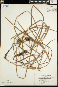 Sparganium emersum image