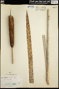 Typha latifolia image