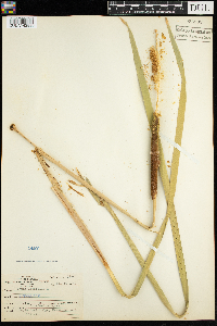Typha latifolia image