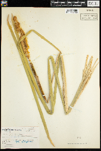 Typha latifolia image