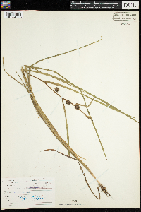 Sparganium emersum image