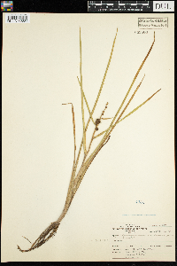 Sparganium emersum image